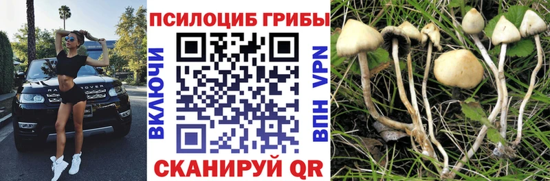 Купить где  Пучеж  Галлюциногенные грибы Psilocybine cubensis 